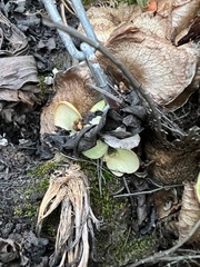 Tapinella panuoides