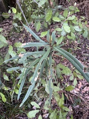 Nestegis cunninghamii