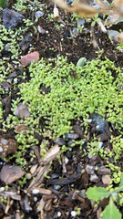 Callitriche stagnalis