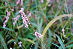 Persicaria pensylvanica