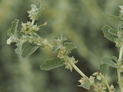 Atriplex suberecta