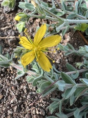Hypericum tomentosum