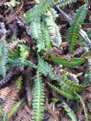 Blechnum penna-marina