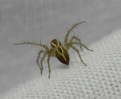 Oxyopes salticus
