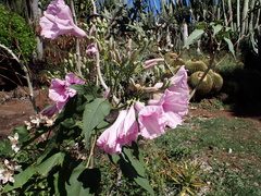 Ipomoea carnea fistulosa