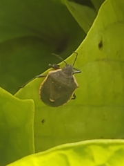 Chlorochroa