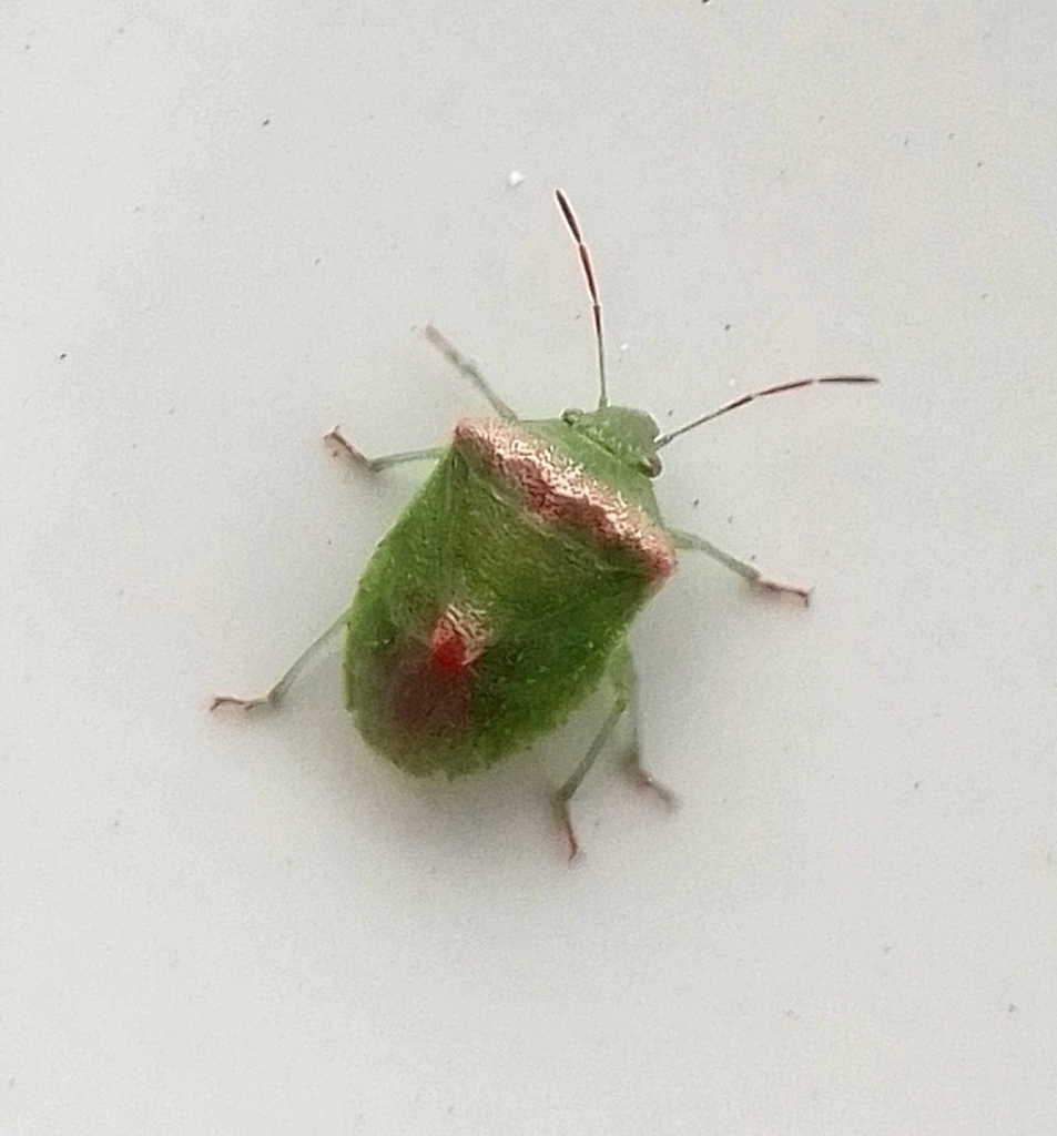 Antigua Stink Bug