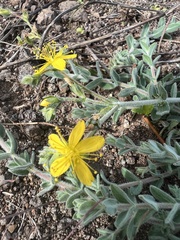 Hypericum tomentosum
