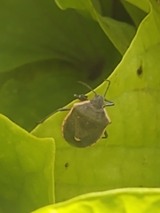 Chlorochroa