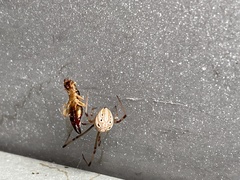 Latrodectus geometricus
