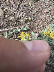Hypericum tomentosum