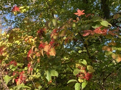 Viburnum