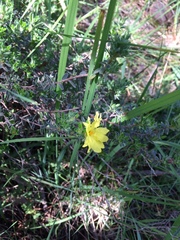 Hibbertia crinita