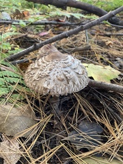 Chlorophyllum olivieri