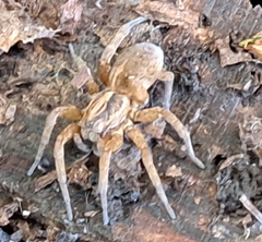Trochosa