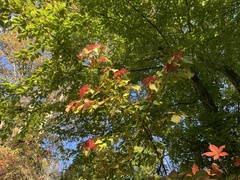 Viburnum