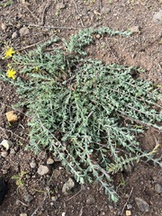 Hypericum tomentosum