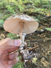 Chlorophyllum olivieri