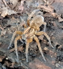 Trochosa