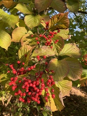 Viburnum