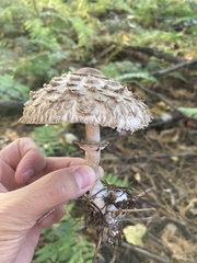 Chlorophyllum olivieri