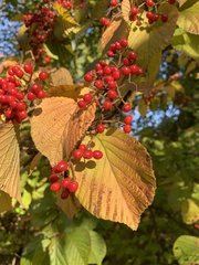 Viburnum