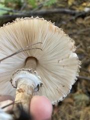 Chlorophyllum olivieri