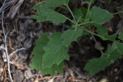 Physalis hederifolia