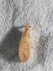 Micromus subanticus