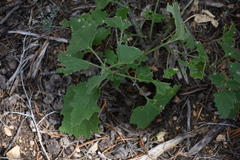 Physalis hederifolia