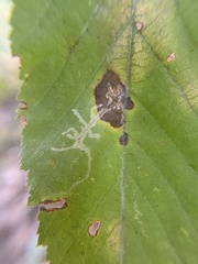 Caloptilia ostryaeella