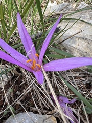 Colchicum lusitanum