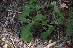 Physalis hederifolia