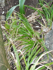 Carex ventosa