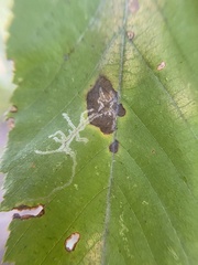 Caloptilia ostryaeella