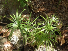 Cyperus alternifolius