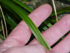Carex ventosa