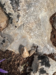 Camponotus cruentatus