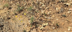 Grindelia hallii