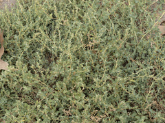 Atriplex suberecta