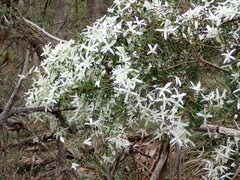 Clematis clitorioides