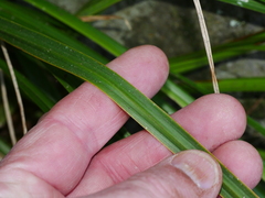 Carex ventosa