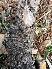 Camponotus cruentatus