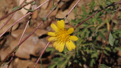 Grindelia hallii