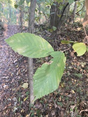 Stigmella apicialbella