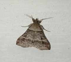 Phalaenophana pyramusalis