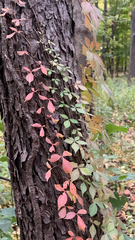 Parthenocissus quinquefolia