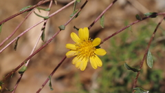 Grindelia hallii