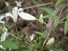 Clematis clitorioides