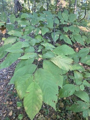 Stigmella apicialbella